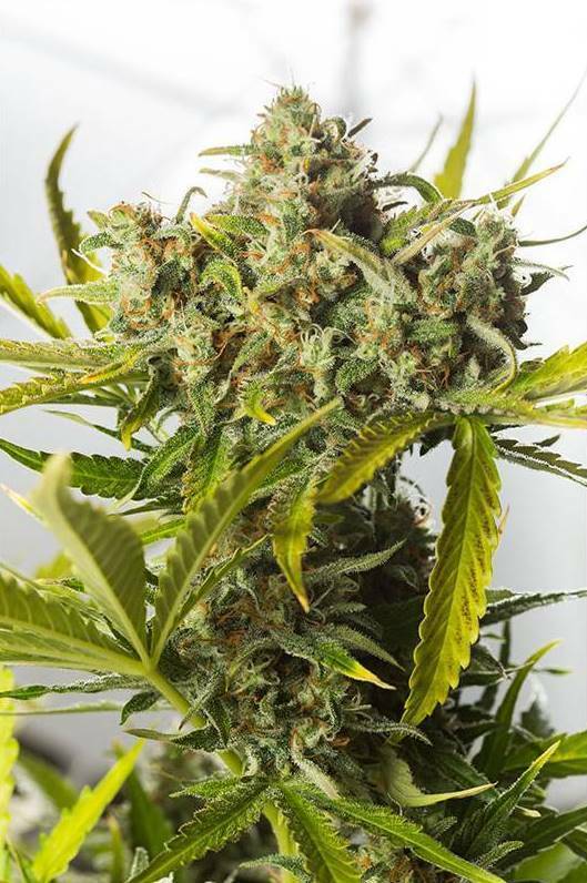 Dinafem - Blue Critical Autoflowering (auto/fem.)