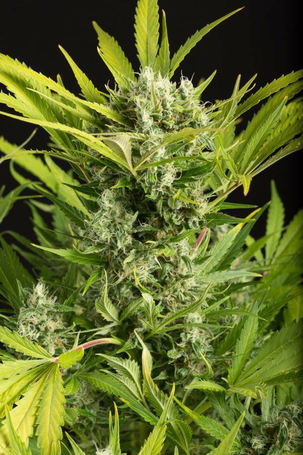 Dinafem - Blue Critical Autoflowering (auto/fem.)