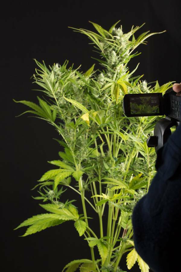 Dinafem - Blue Critical Autoflowering (auto/fem.)