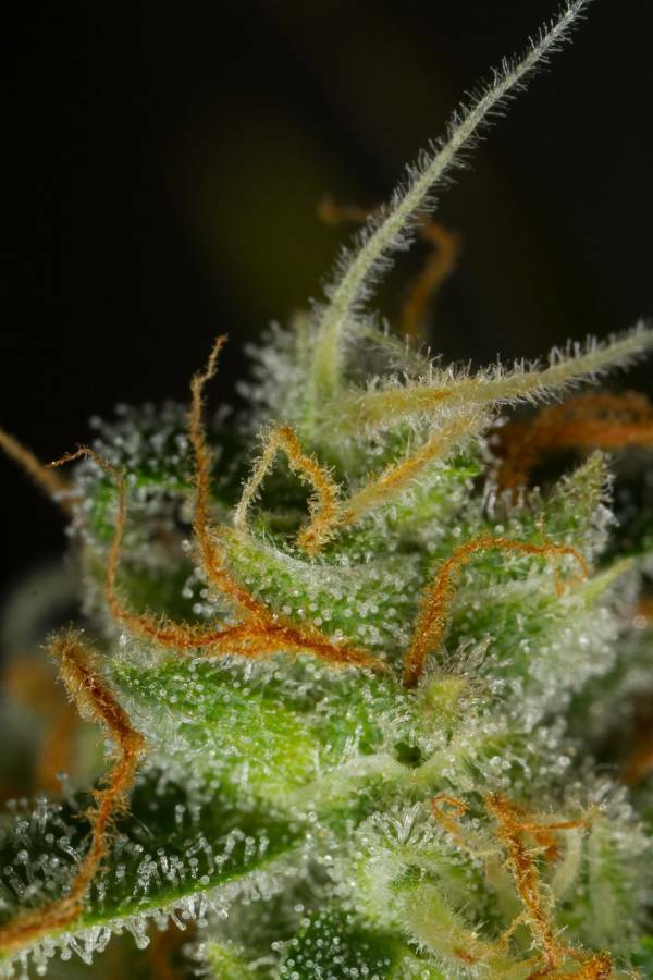 Dinafem - Blue Critical Autoflowering (auto/fem.)
