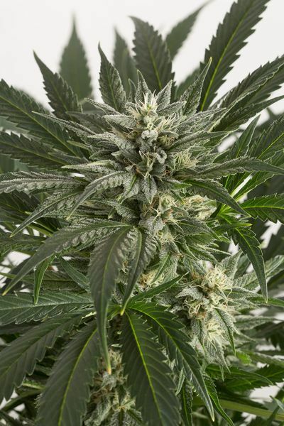 Dinafem - Blue Critical Autoflowering (auto/fem.)