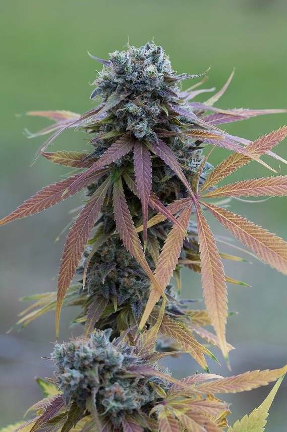 Dinafem - Blue Kush Autoflowering (auto/fem.)