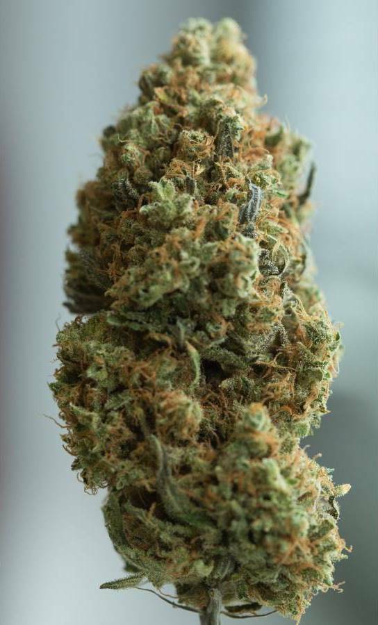 Dinafem - Blue Kush Autoflowering (auto/fem.)