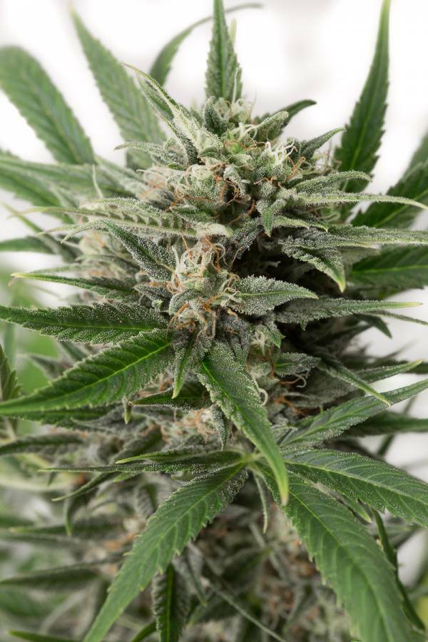 Dinafem - Blue Amnesia XXL Autoflowering (auto/fem.)