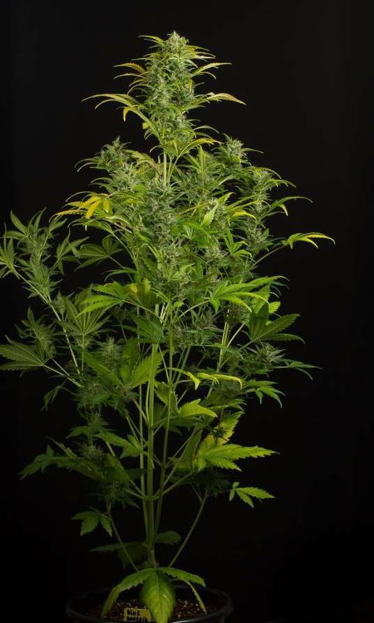 Dinafem - Blue Amnesia XXL Autoflowering (auto/fem.)