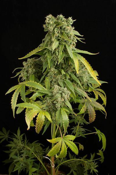 Dinafem - Blue Cheese Autoflowering (auto/fem.)