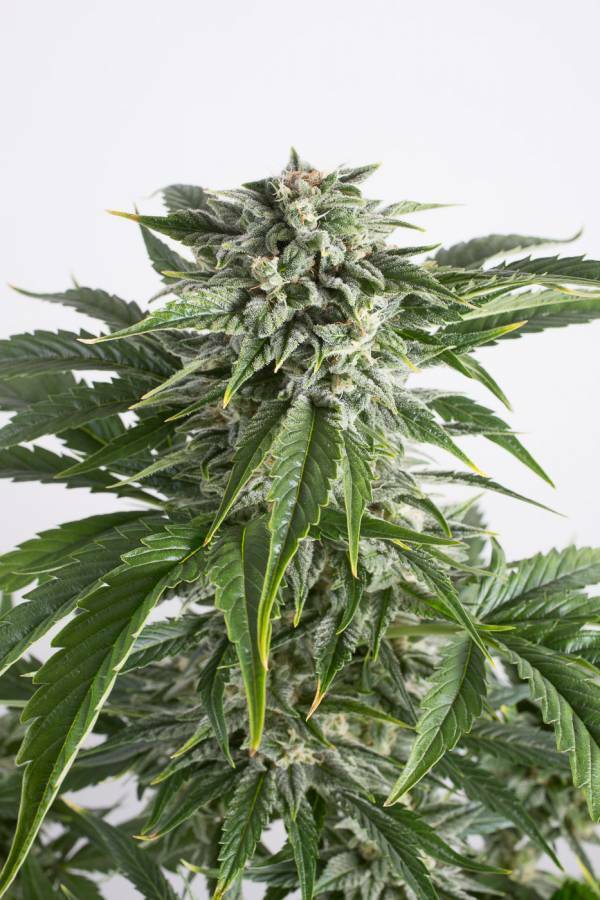 Dinafem - Bubba Kush Autoflowering (auto/fem.)