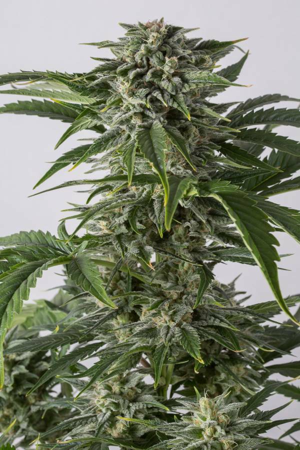 Dinafem - Bubba Kush Autoflowering (auto/fem.)