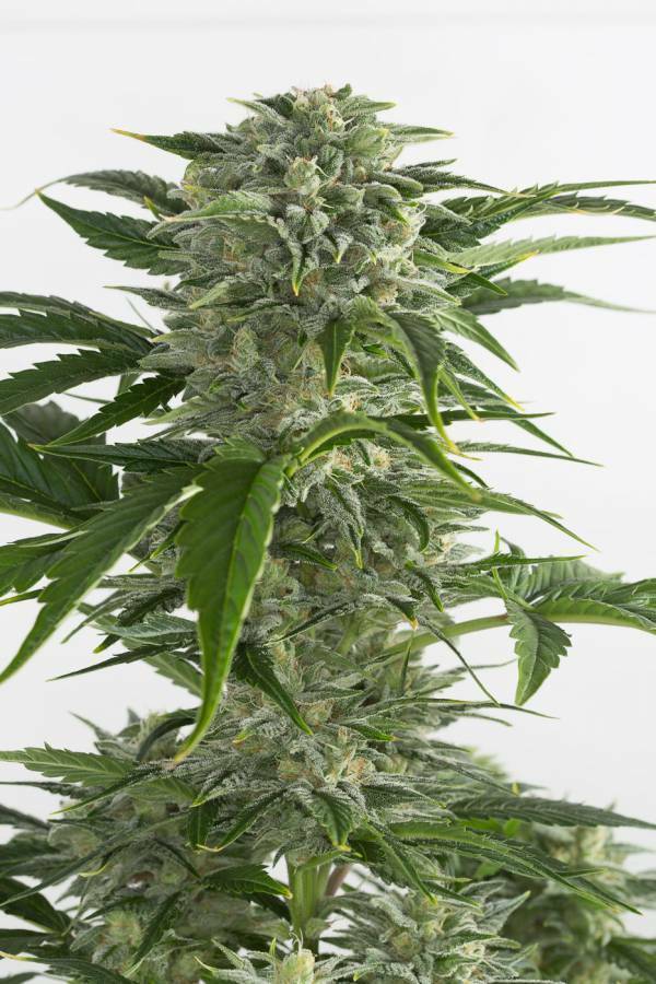 Dinafem - Bubba Kush Autoflowering (auto/fem.)
