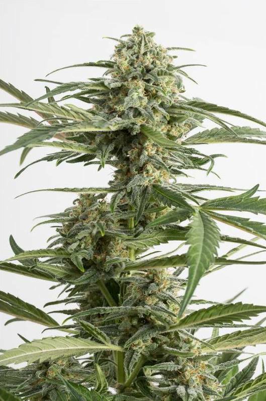 Dinafem - Critical Cheese Autoflowering (auto/fem.)
