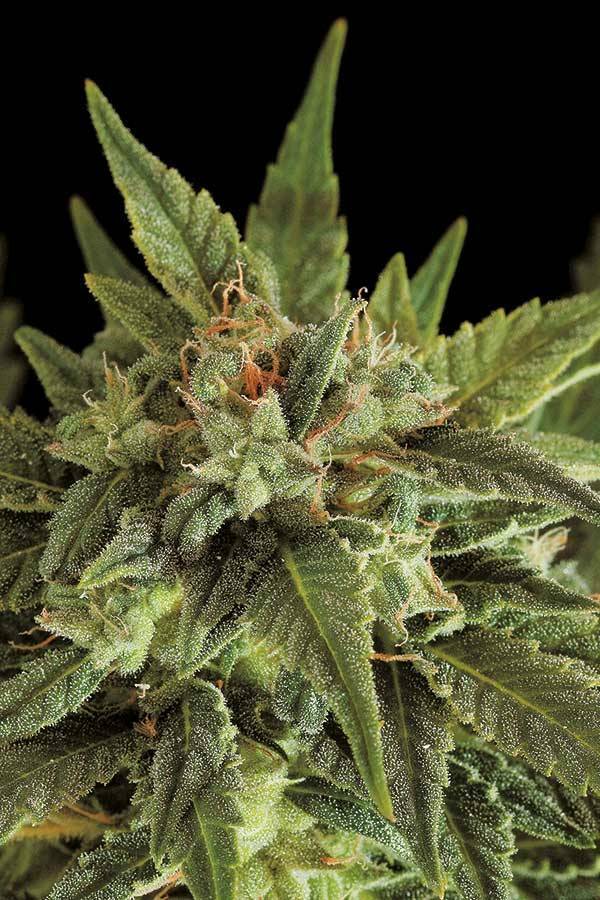 Dinafem - Fruit Autoflowering (auto/fem.)