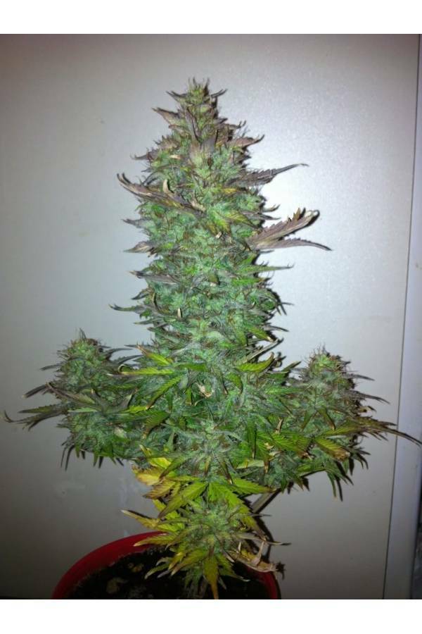 Dinafem - Fruit Autoflowering (auto/fem.)