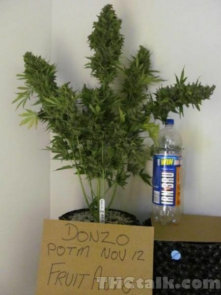 Dinafem - Fruit Autoflowering (auto/fem.)