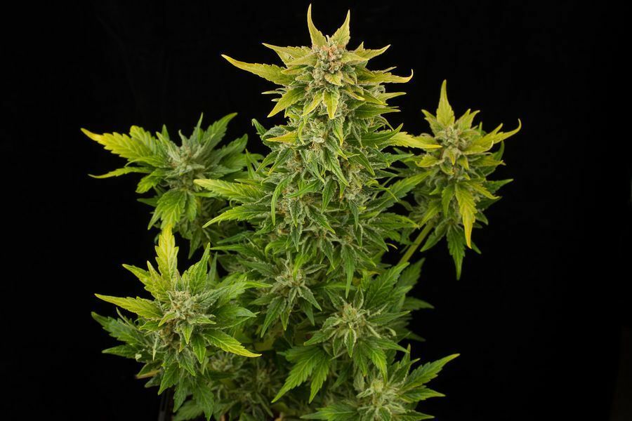 Dinafem - Fruit Autoflowering (auto/fem.)
