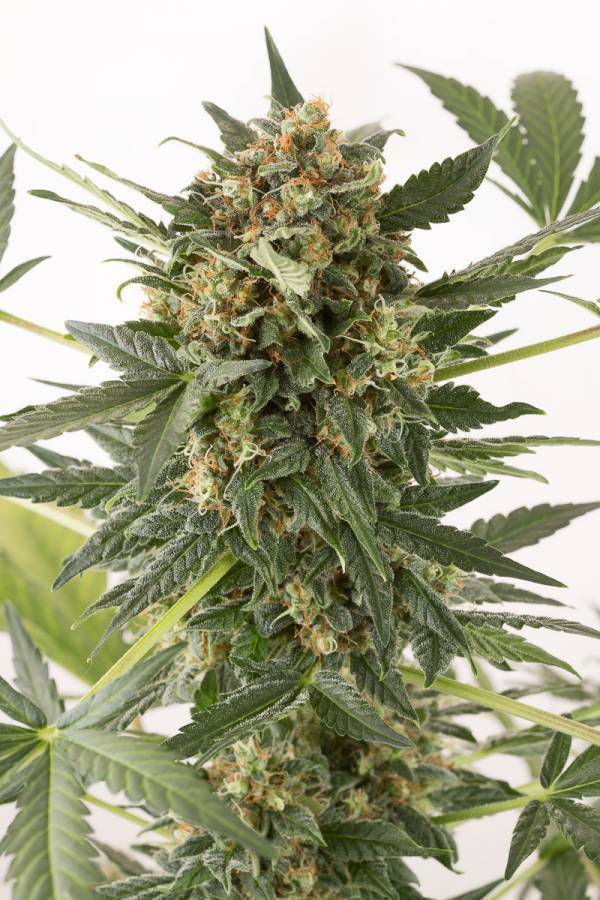 Dinafem - Kush-N-Cheese Autoflowering (auto/fem.)