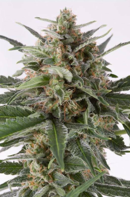 Dinafem - Critical+ Autoflowering (auto/fem.)