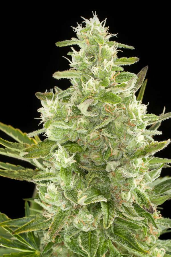 Dinafem - Critical+ Autoflowering (auto/fem.)