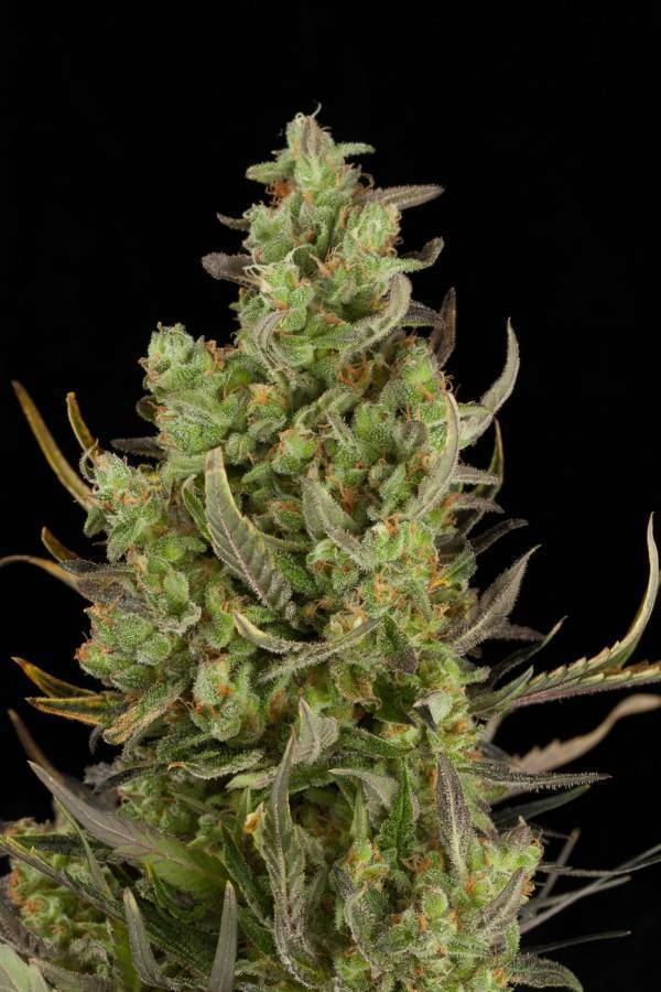 Dinafem - Critical+ Autoflowering (auto/fem.)