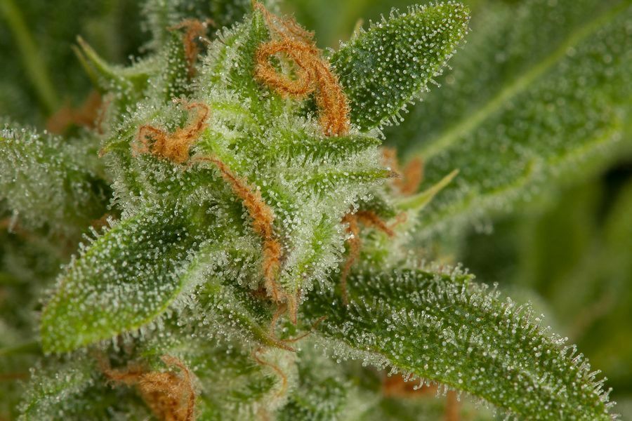 Dinafem - Critical+ Autoflowering (auto/fem.)