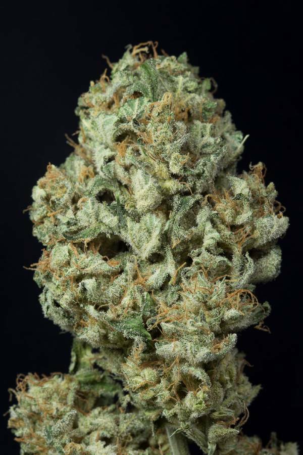 Dinafem - Dinamex Autoflowering (auto/fem.)