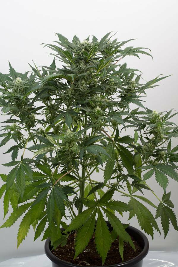 Dinafem - Dinamex Autoflowering (auto/fem.)