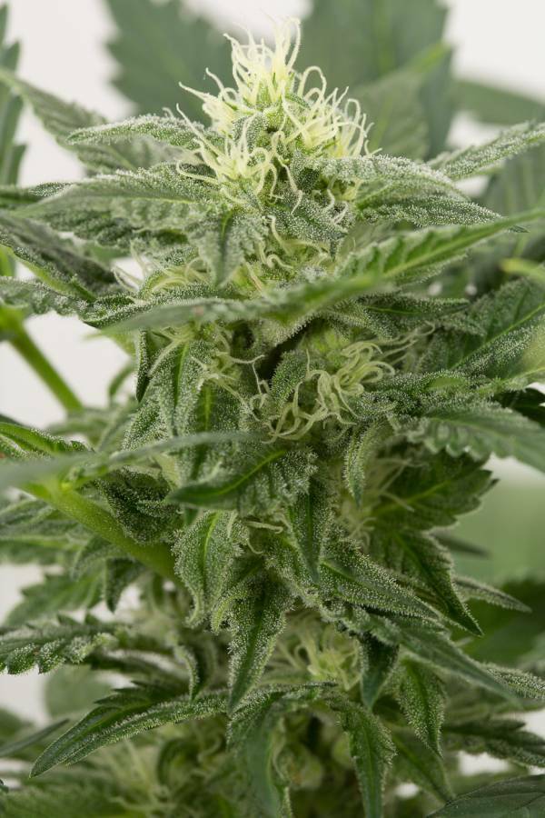 Dinafem - Dinamex Autoflowering (auto/fem.)