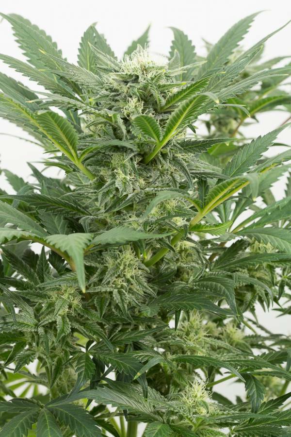 Dinafem - Dinamex Autoflowering (auto/fem.)