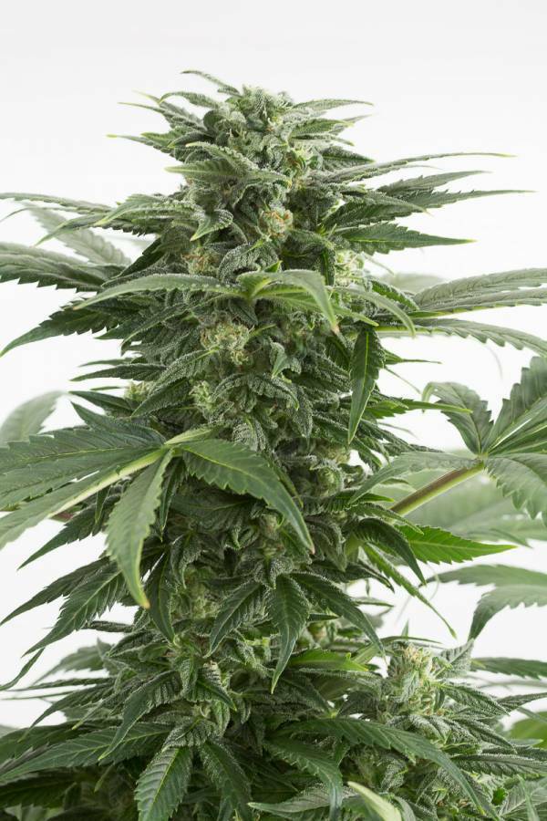 Dinafem - Haze XXL Autoflowering (auto/fem.)