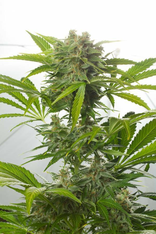Dinafem - Haze XXL Autoflowering (auto/fem.)