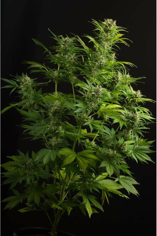 Dinafem - Haze XXL Autoflowering (auto/fem.)