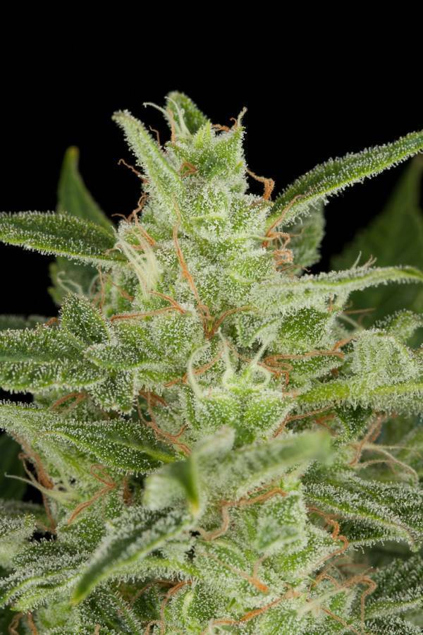 Dinafem - Critical Jack Autoflowering (auto/fem.)