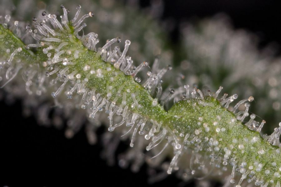 Dinafem - Haze 2.0 Autoflowering (auto/fem.)