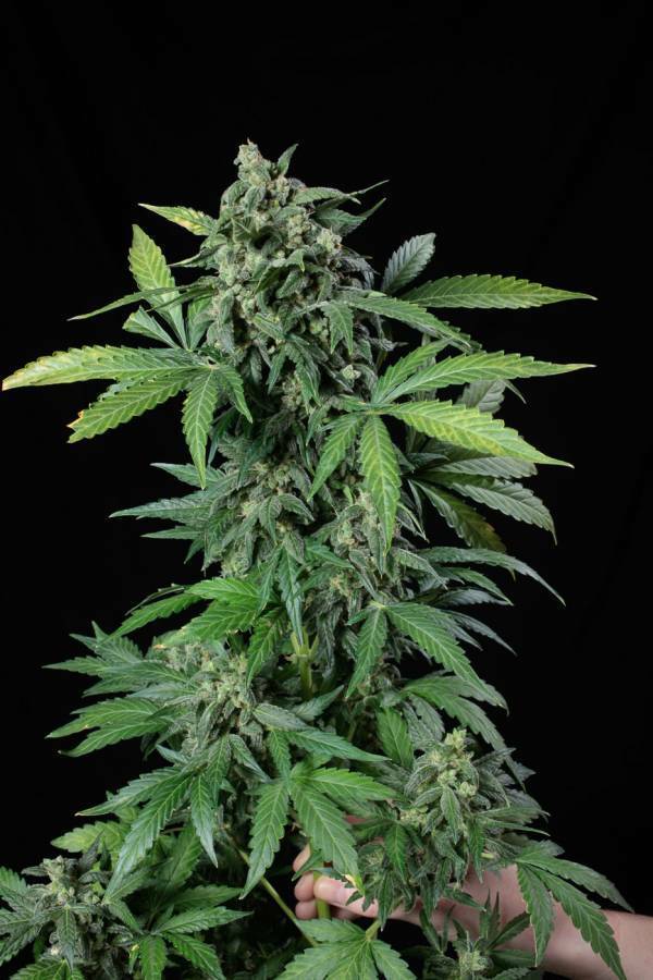 Dinafem - Haze 2.0 Autoflowering (auto/fem.)