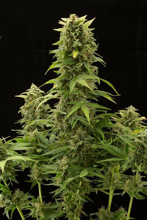 Dinafem - Haze 2.0 Autoflowering (auto/fem.)