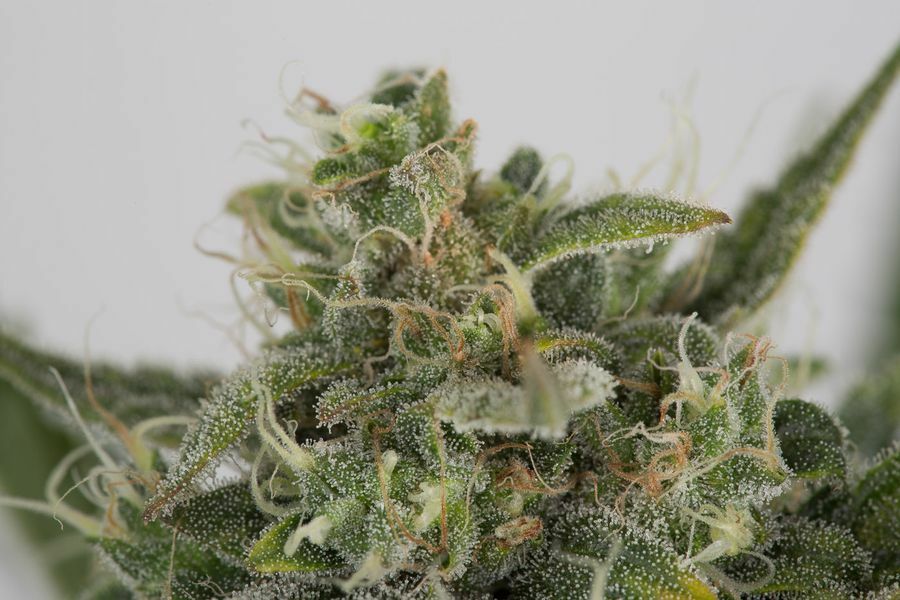 Dinafem - OG Kush Autoflowering (auto/fem.)