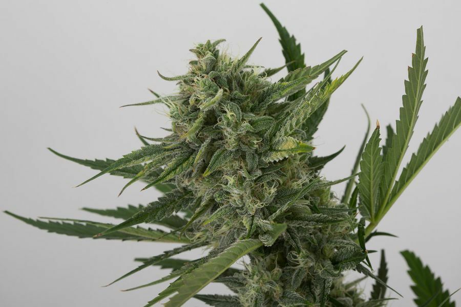 Dinafem - OG Kush Autoflowering (auto/fem.)