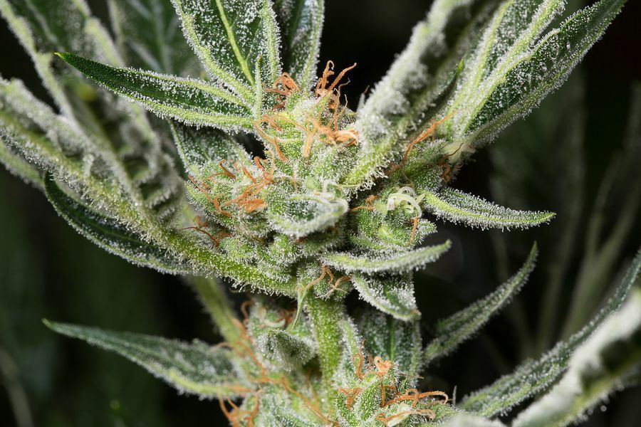 Dinafem - OG Kush Autoflowering (auto/fem.)