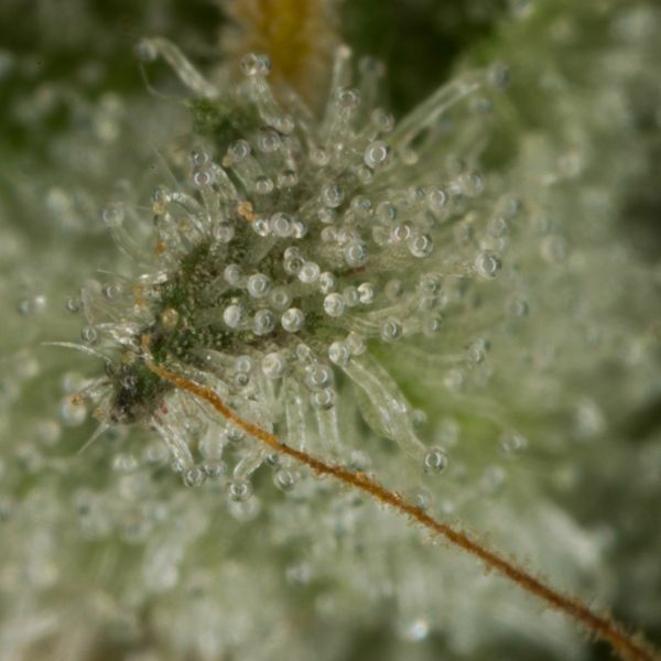 Dinafem - OG Kush Autoflowering (auto/fem.)