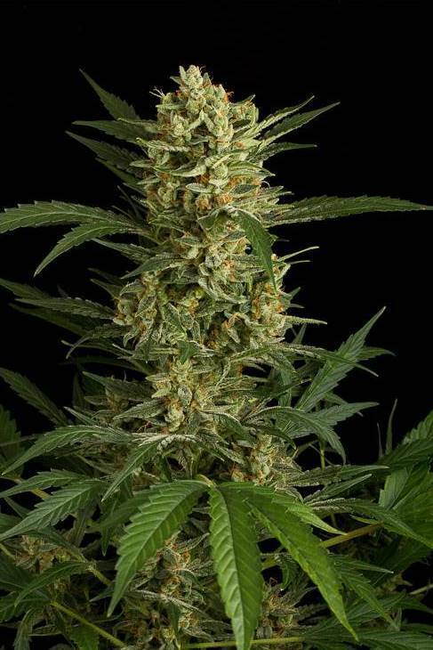 Dinafem - Original Amnesia Autoflowering (auto/fem.)