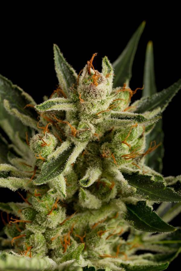 Dinafem - Original Amnesia Autoflowering (auto/fem.)