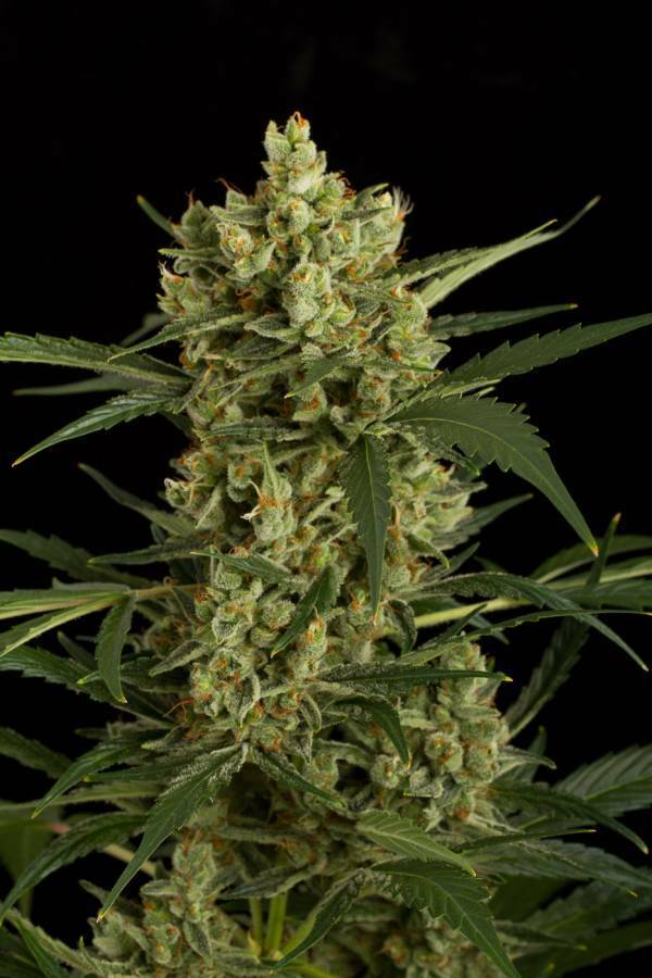 Dinafem - Original Amnesia Autoflowering (auto/fem.)