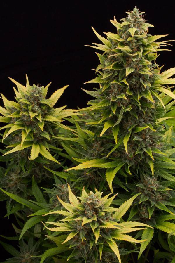 Dinafem - Original Amnesia Autoflowering (auto/fem.)