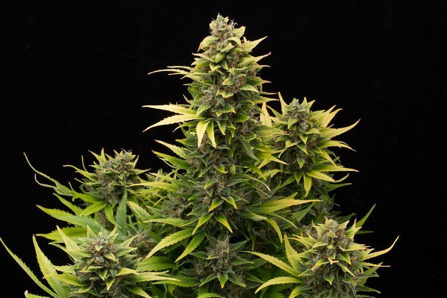 Dinafem - Original Amnesia Autoflowering (auto/fem.)