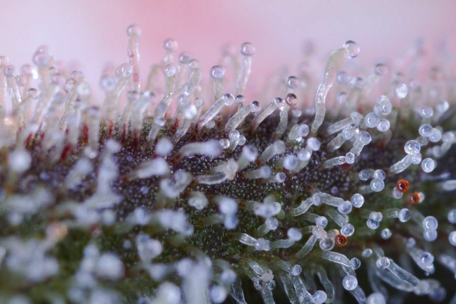 Dinafem - Original Amnesia Autoflowering (auto/fem.)