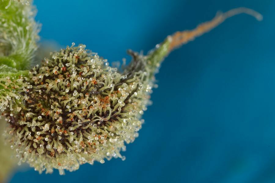 Dinafem - Original Amnesia Autoflowering (auto/fem.)
