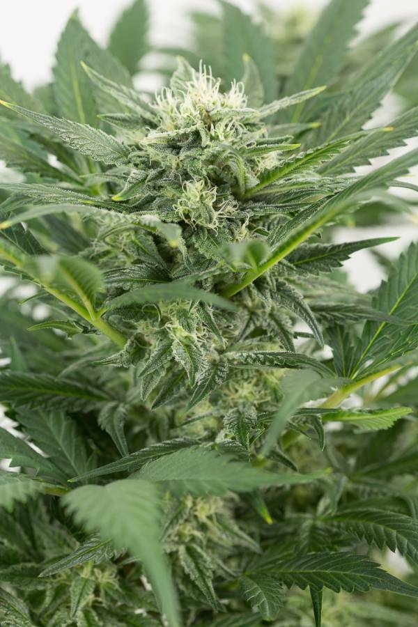 Dinafem - Kush-N-Cheese Autoflowering (auto/fem.)