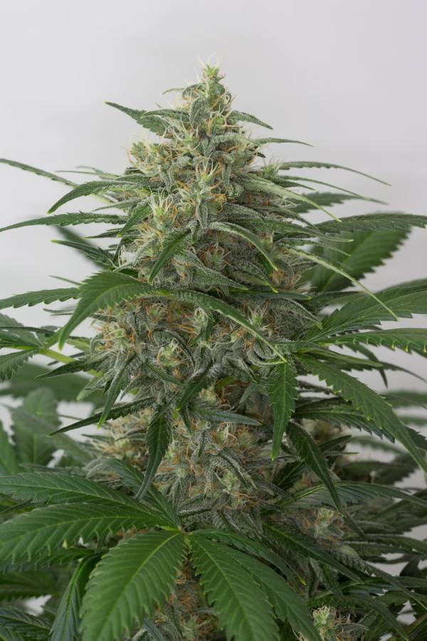 Dinafem - Moby Dick XXL Autoflowering (auto/fem.) Dinafem - Moby Dick XXL Autoflowering (auto/fem.)