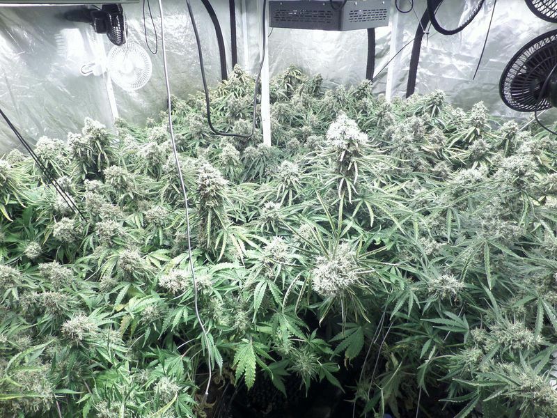 Dinafem - Moby Dick XXL Autoflowering (auto/fem.) Dinafem - Moby Dick XXL Autoflowering (auto/fem.)