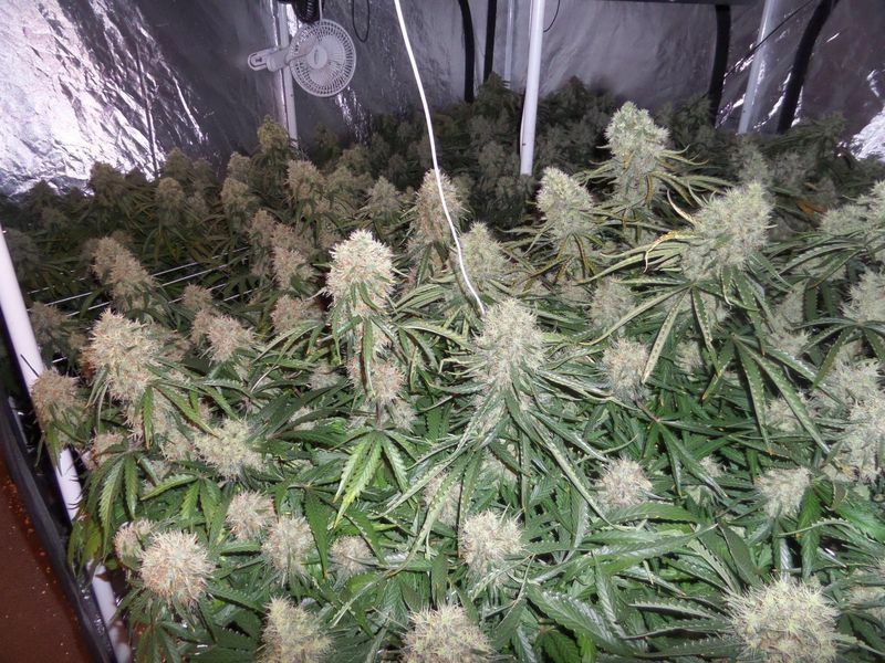 Dinafem - Moby Dick XXL Autoflowering (auto/fem.) Dinafem - Moby Dick XXL Autoflowering (auto/fem.)