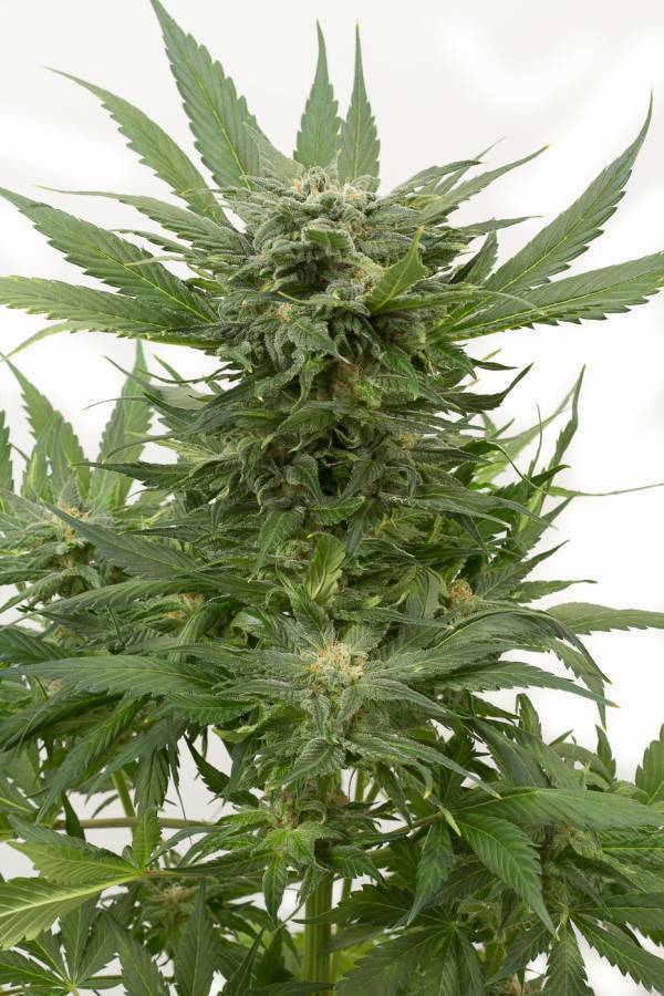 Dinafem - Sour Diesel Autoflowering (auto/fem.)